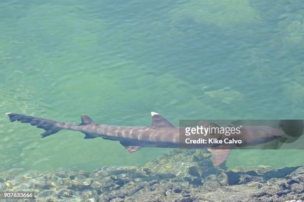 White-tipped Reef Shark . Punta Moreno. Isabela Island. Galapagos.