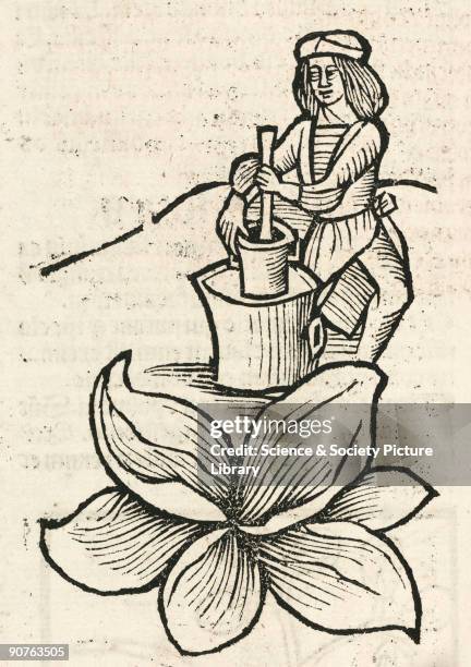 Woodcut from �Hortus Sanitatis�, , printed by Johann Pruss in Strasbourg in 1497. Hortus Sanitatis was the most popular and influential herbal of its...