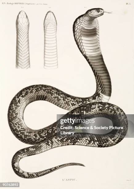 Engraved plate by Tresca of the Egyptian cobra or asp. Cleopatra is said to have committed suicide by causing an asp to bite her. From the section on...