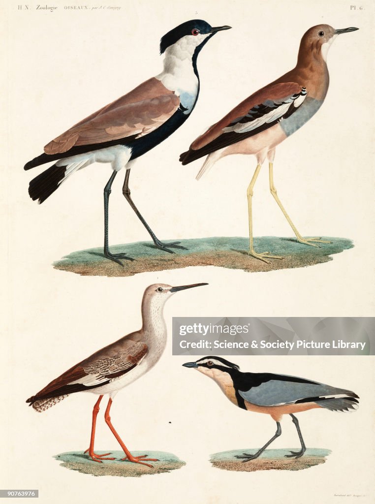 Birds, Egypt, 1798.