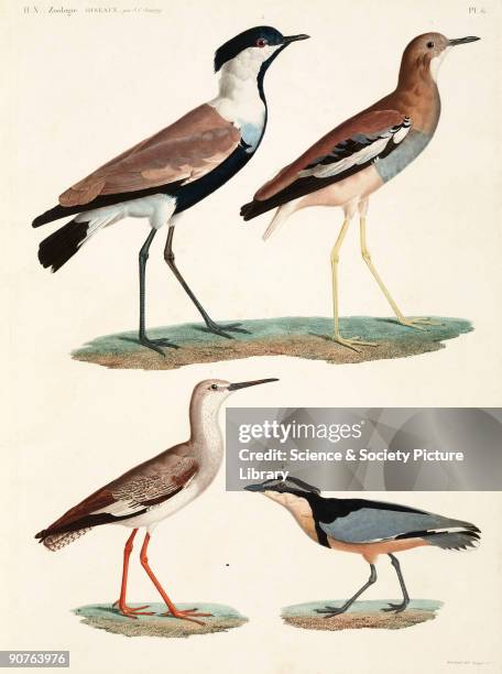Engraving by Bouquet after Barraband, showing a redshank, a lapwing, an egret plover, and an Egyptian plover or Crocodile Bird. From the section on...