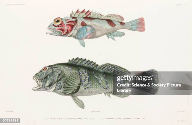 Engraving by Giraud after Werner of the Giant hawkfish and the scorpionfish . Illustration from the zoological atlas section of �Voyage autour du...