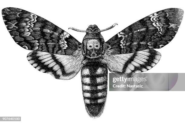 illustrations, cliparts, dessins animés et icônes de acherontia atropos (sphinx tête de mort africaine) - papillon de nuit