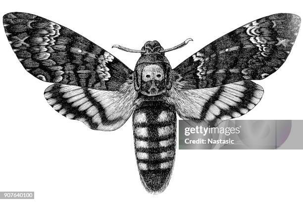 acherontia atropos (african death's head hawkmoth) - moth stock illustrations