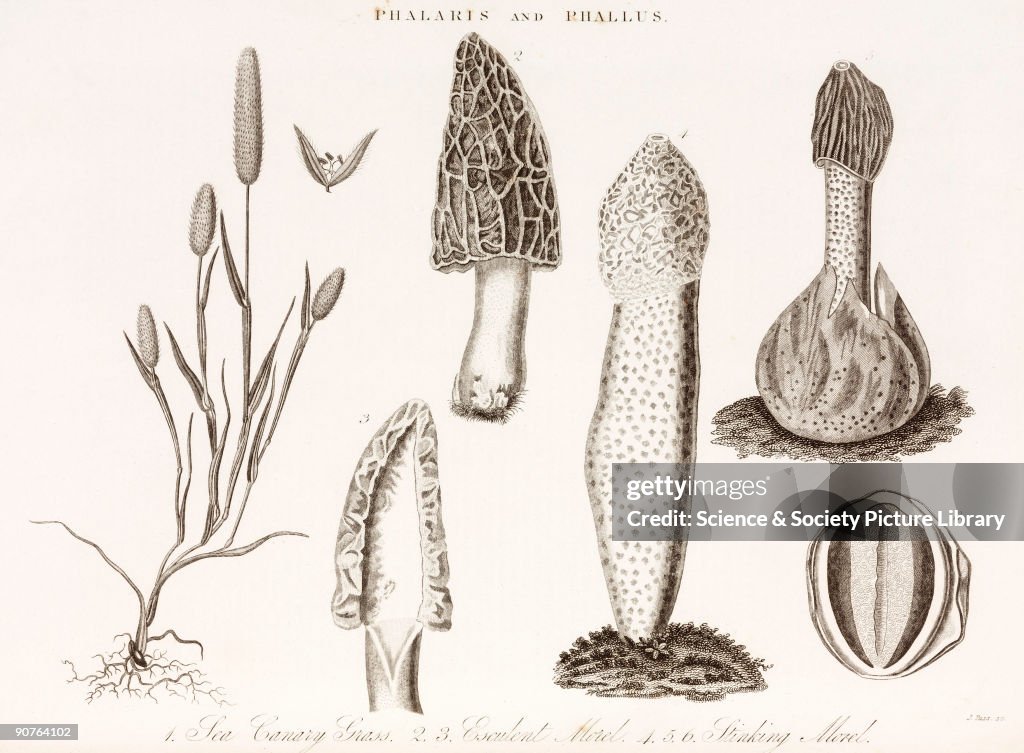 Sea canary grass and fungi, c 1810-1829.