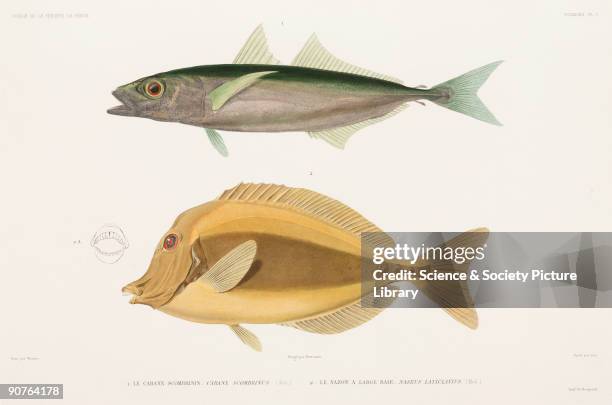 Engraving by Cain after Werner of the Amberstripe scad and the Razor surgeonfish . Illustration from the zoological atlas section of �Voyage autour...