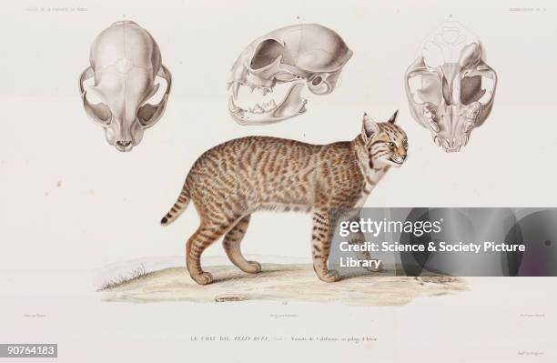 Engraving by Giraud after Werner, showing the Californian bobcat in its winter coat. Illustration from the zoological atlas section of �Voyage autour...