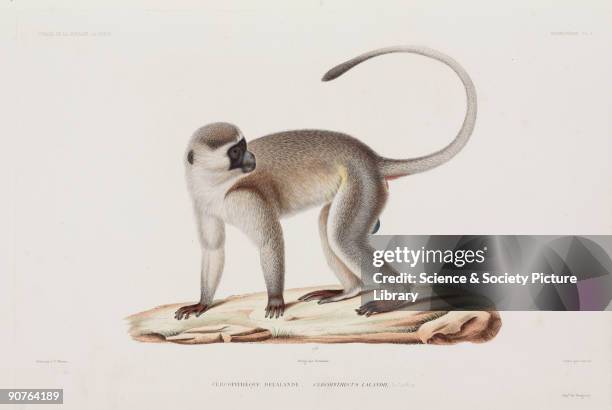 Engraving by Giraud after J C Werner. Illustration from the zoological atlas section of �Voyage autour du monde sur la fregate La Venus, pendant les...