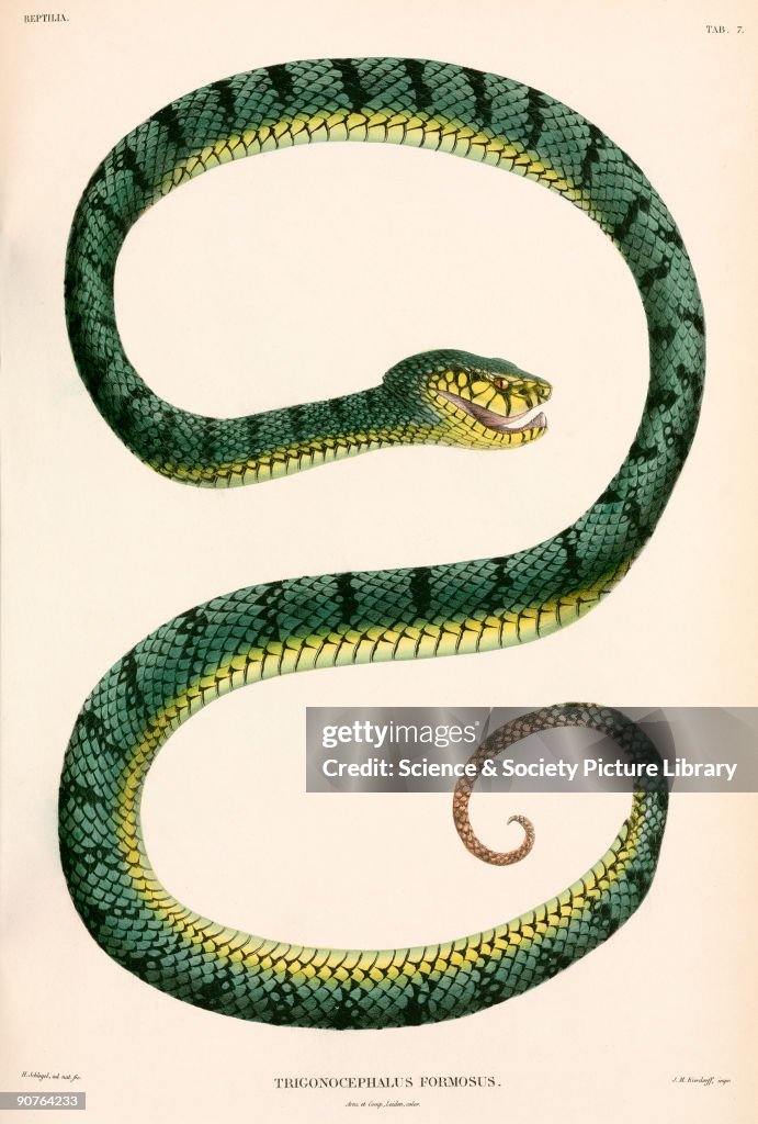Sumatran Pit-Viper, Indonesia, 1839-1844.