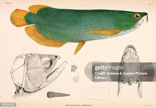 Illustration from �Verhandelingen over de natuurlijke geschiedenis der Nederlandsche overzeesche bezittingen�, a work on the natural history of...