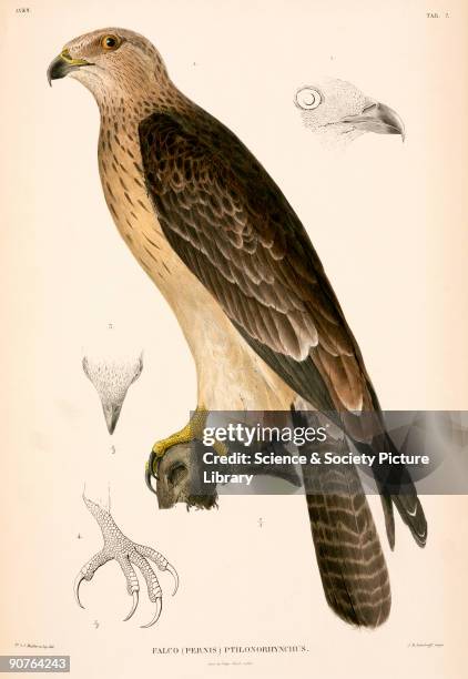 Illustration of a falcon from �Verhandelingen over de natuurlijke geschiedenis der Nederlandsche overzeesche bezittingen�, a work on the natural...