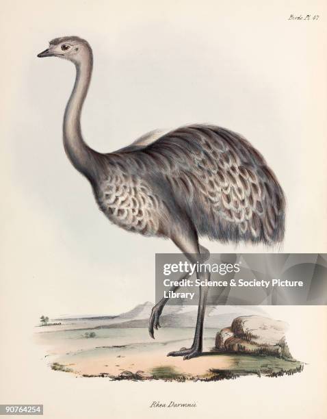 Lithograph by Elizabeth Gould after a drawing by her husband John Gould, from 'The Zoology of the Voyage of HMS Beagle', published in London,...