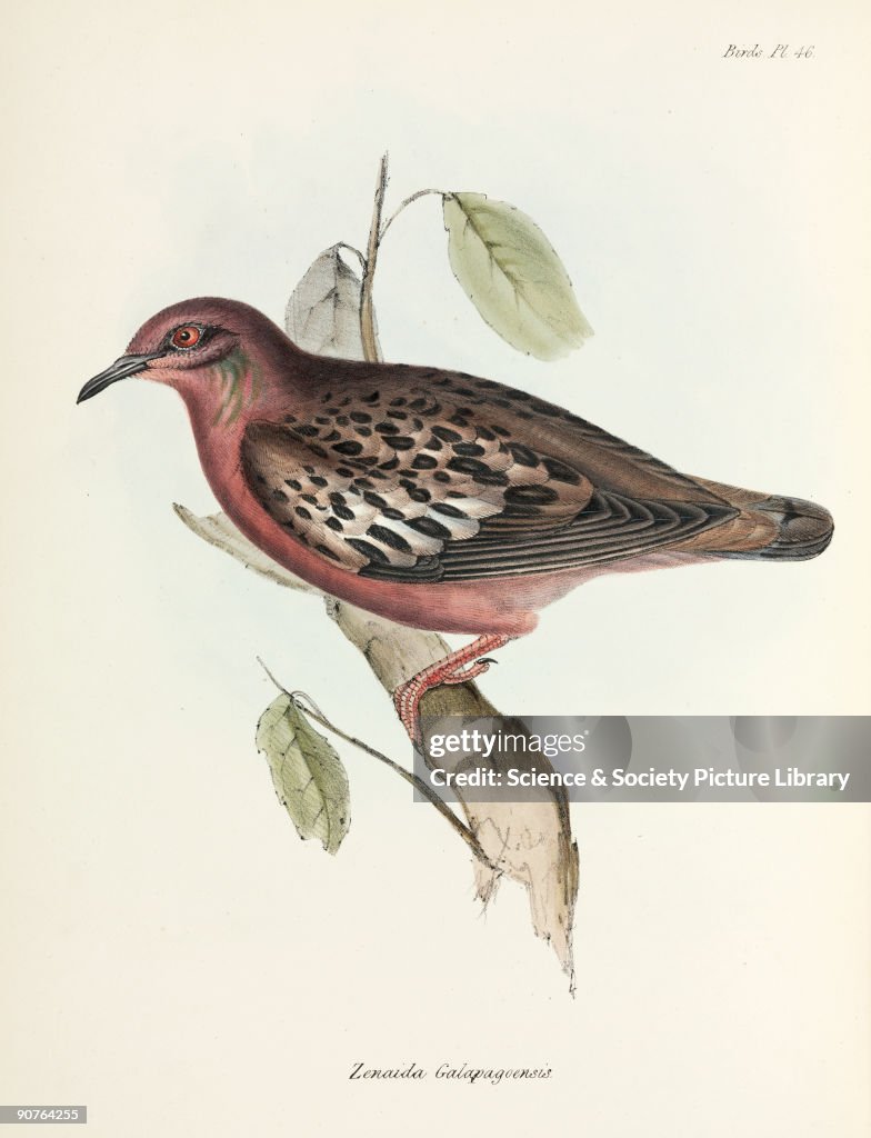 Galapagos Dove, Galapagos Islands, c 1832-1836.