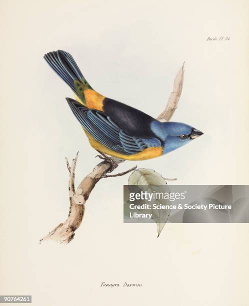 Plate after John Gould from 'The Zoology of the Voyage of HMS Beagle', published in London, 1839-1843, and edited by the British originator of...
