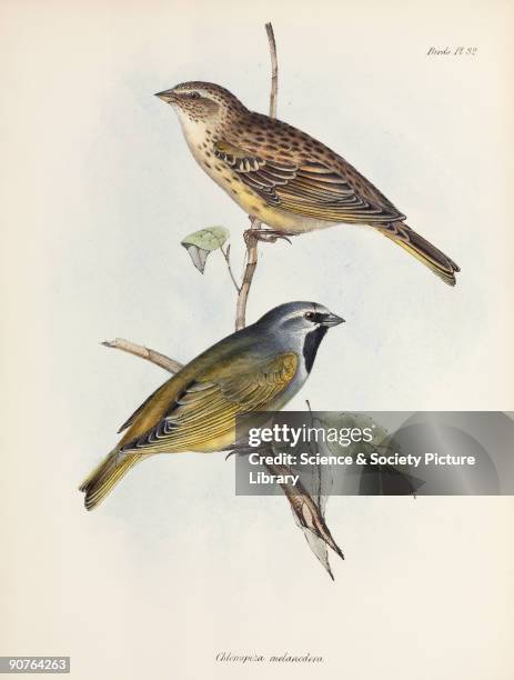 Lithograph by Elizabeth Gould after a drawing by her husband John Gould, from 'The Zoology of the Voyage of HMS Beagle', published in London,...