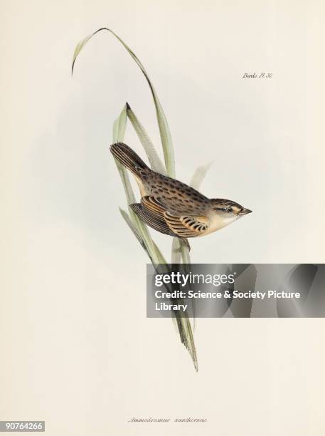 Lithograph by Elizabeth Gould after a drawing by her husband John Gould, from 'The Zoology of the Voyage of HMS Beagle', published in London,...