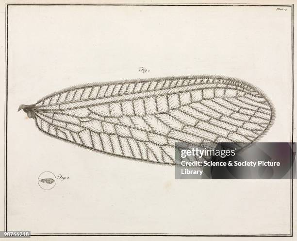 Wing of the lacewing , which is �fortified with bristly hairs which they can erect at pleasure�. Illustration from �Essays on the microscope� by...