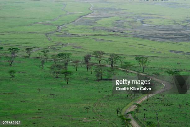 Acacia trees are the common vegetation on the shores of Lake Nakuru in Kenya.