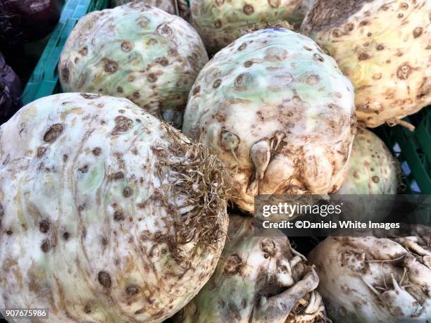 celeriac - celeriac stockfoto's en -beelden