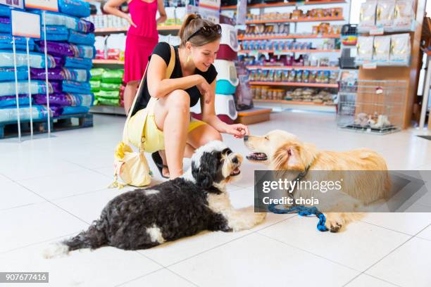 cute golden retriever and tibetan terrier in pet store - pet shop stock pictures, royalty-free photos & images