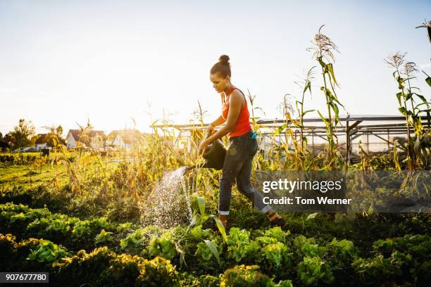 young urban farmer watering crops by hand - 水やり ストックフォトと画像