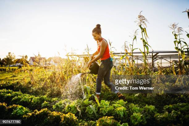 Young Urban Farmer Watering Crops By Hand