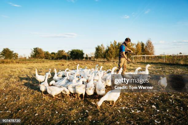 urban farmer feeding gaggle of geese - nutztier stock-fotos und bilder