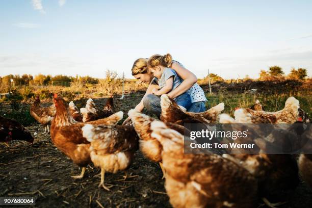 urban farmer kneeling down with daughter feeding chickens - nutztier stock-fotos und bilder