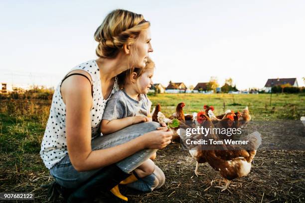 urban farmer kneeling down with daughter watching chickens together - autarkie stockfoto's en -beelden