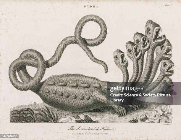 3,535 Hydra Stock Photos, High-Res Pictures, and Images - Getty Images