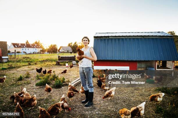 urban farmer in free range pen holding chicken - autarkie stockfoto's en -beelden