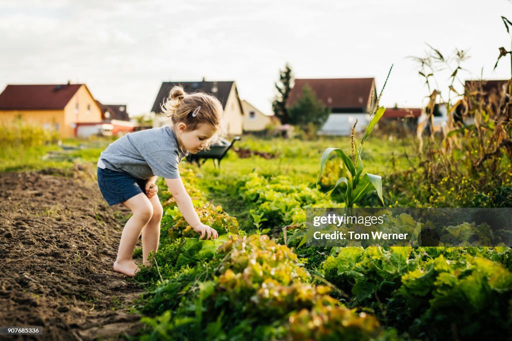 Young Girl Helping Family With Harvest At Urban Farm
