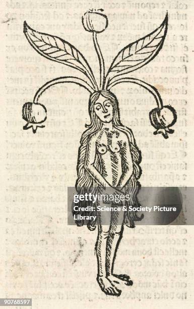 Woodcut of the plant whose roots were supposed to bear a resemblance to the human form. The mandrake was often illustrated as a male with a long...