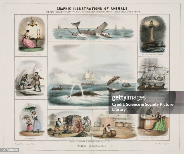 Coloured lithographic plate showing the whale from 'Graphic Illustrations of Animals - Showing Their Utility to Man in Their Employment During Life...