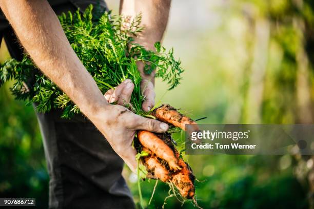 close up of urban farmer harvesting organic carrots - gemüsegarten stock-fotos und bilder