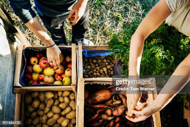 urban farmers organising crates of fruits and vegetables on truck - harvesting stock-fotos und bilder