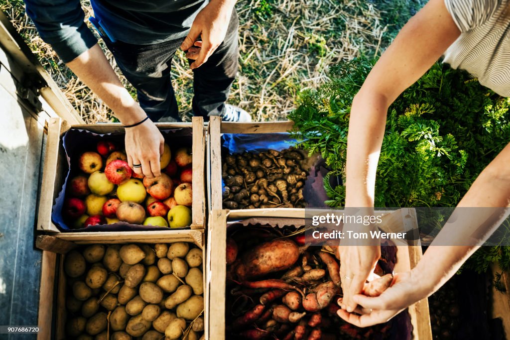 Urban Farmers Organising Crates Of Fruits And Vegetables On Truck