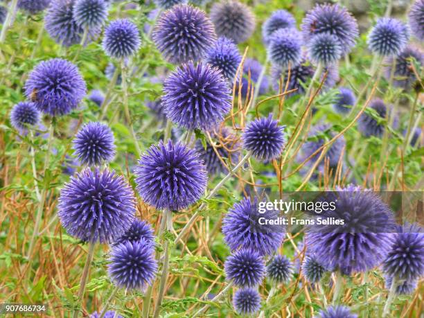 globe thistle flowers, echinops ritro - thistle stock pictures, royalty-free photos & images