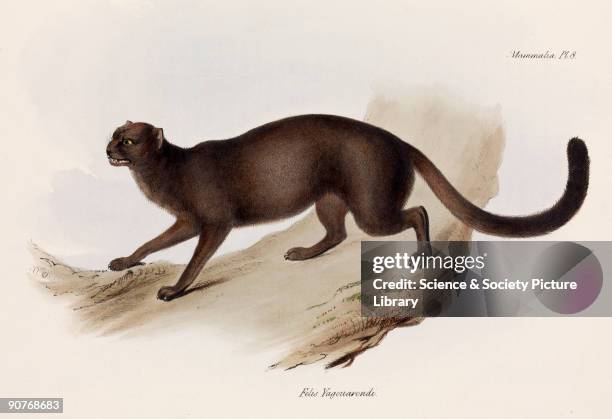 Plate from 'The Zoology of the Voyage of HMS Beagle', published in London, 1839-1843, and edited by the British originator of evolutionary theory...