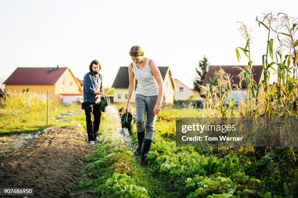 urban farmers watering small plot of vegetables by hand - self sufficiency stock pictures, royalty-free photos & images