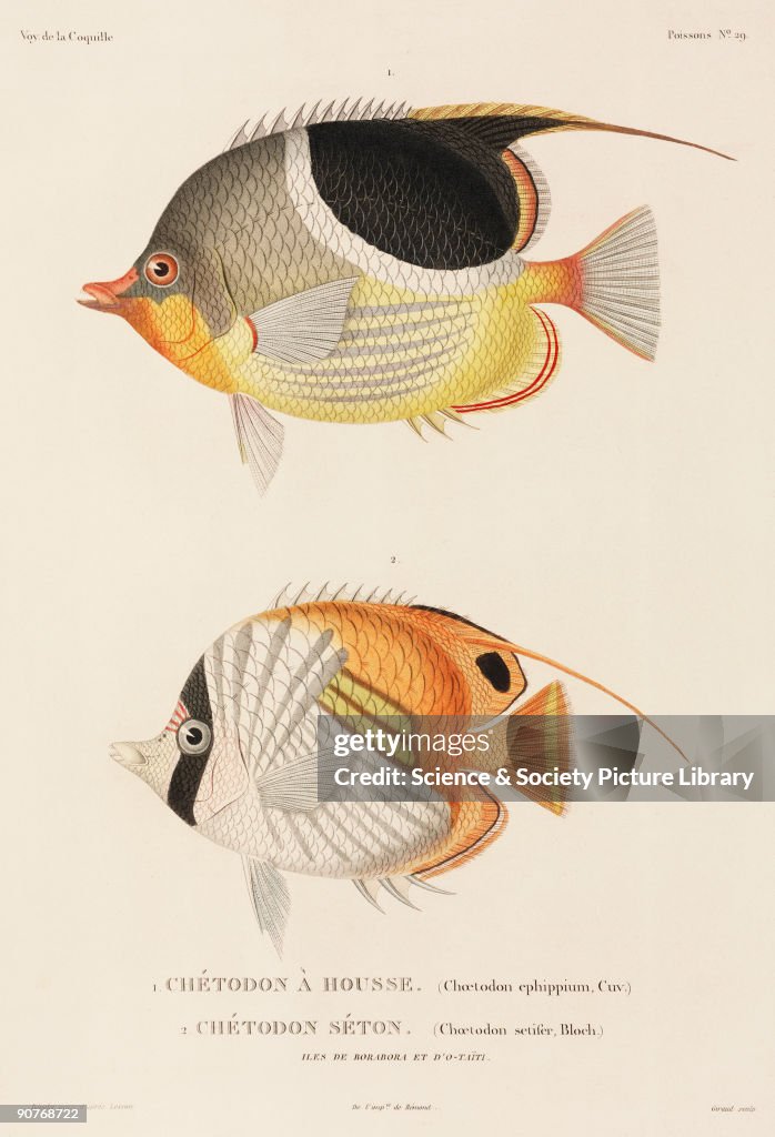Saddleback and Auriga butterflyfishes, South Pacific, 1822-1825.