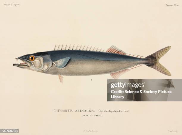 Engraved plate by Giraud after Bevalet, from 'Voyage autour du monde', by Louis Isidore Duperrey . This sharp-toothed Barracuda was found in the seas...