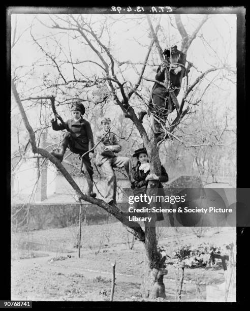 Photograph of four children climbing a tree, taken by their father, Edgar Tarry Adams on 13 April,1898. Adams had five children - three boys and two...