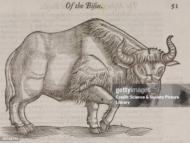 19 Foure Footed Photos and Premium High Res Pictures - Getty Images 19 Foure Footed Photos and Premium High Res Pictures - Getty Images