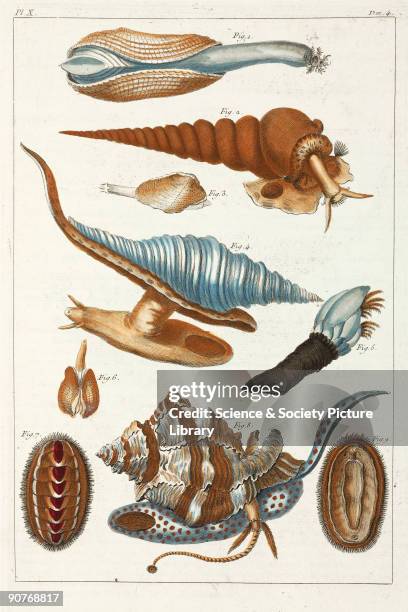 Hand-coloured engraving of: 1) and 3) burrowing bivalve molluscs; 2) univalve of �the worm family�; 4) univalve of the whelk family from America,...
