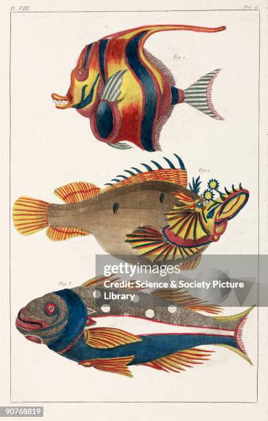 Hand-coloured engraving showing an angelfish ; a devilfish , and , a �very rare� Macolor . These specimens were from the Moluccas, now part of...