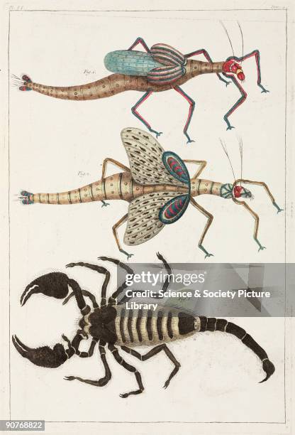 Hand-coloured engraving of male and female grasshopper from Ambon . Below is a �large and very poisonous� scorpion. Illustration from 'Premiere...