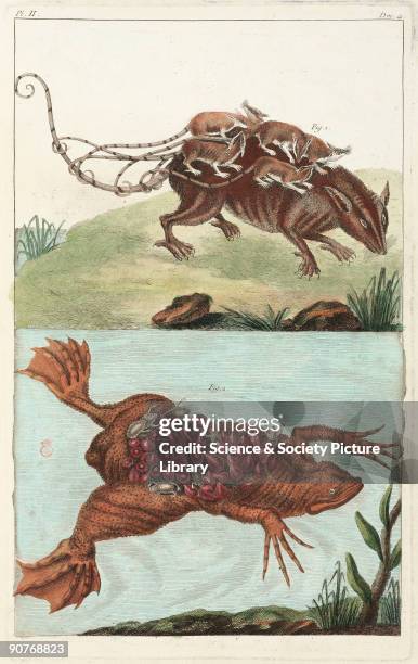 Hand-coloured engraving of the �forest rat of Surinam� ; and , a female toad, also from Surinam. Both carry their young on their backs. Illustration...