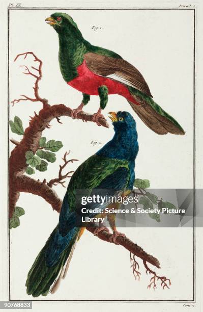 Hand-coloured engraving of two types of �Corocu� from Cayenne, now part of French Guiana. Illustration from 'Premiere [-seconde] centurie de planches...