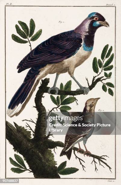 Hand-coloured engraving of : a jay or jackdaw from Cayenne , and , a �Cotinda� from Molucca . Illustration from 'Premiere [-seconde] centurie de...